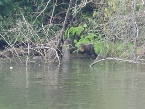 Lago Sandavol (Reserva Nacional Tambopata), Amazon, Peru.